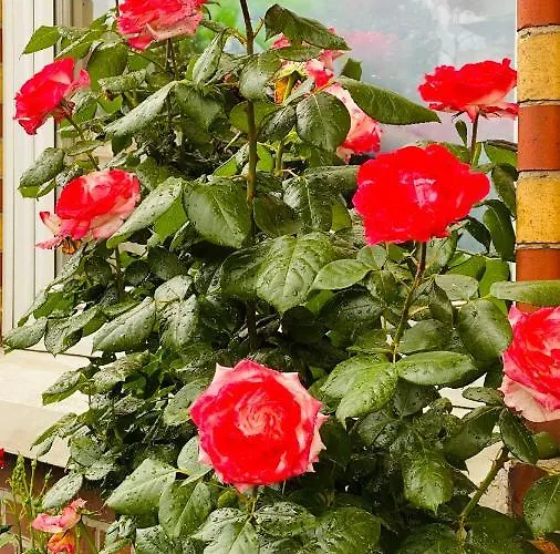 Apartamento An Bord Bad Schwartau